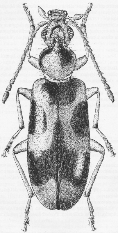 Notoxus brachycerus e Notoxus lonai, Anthicidae